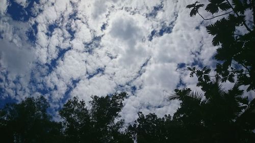 Low angle view of trees against sky