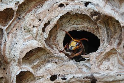 Close-up of insect on rock