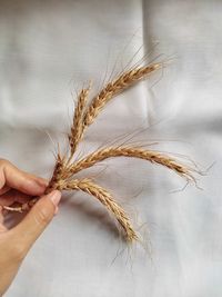 Cropped hand of person holding plant