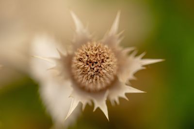 Close-up of white dandelion flower