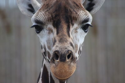 Close-up portrait of a giraffe 