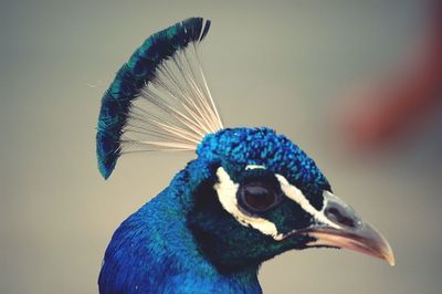 Close-up of peacock