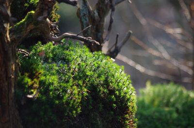 High angle view of fern against trees