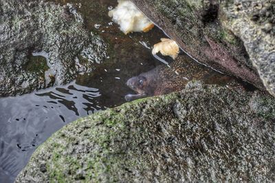 High angle view of koi carps swimming in lake