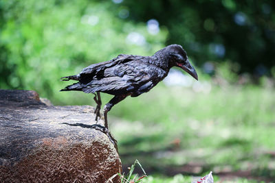 Close-up of bird perching on rock