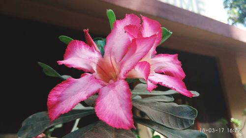 Close-up of pink flower blooming outdoors