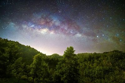 Low angle view of trees against sky at night