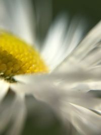 Close-up of yellow flower