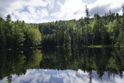 Scenic view of lake by trees in forest against sky