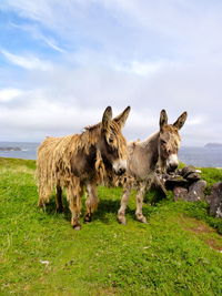 Donkeys on landscape