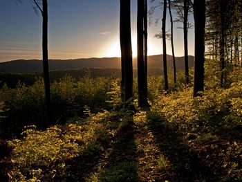 Scenic view  in forest against sky during sunrise