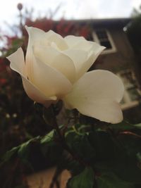 Close-up of rose blooming outdoors