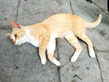 High angle view of cat lying on footpath