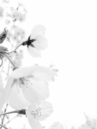 Close-up of white flowers blooming against sky