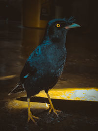 Close-up of a bird