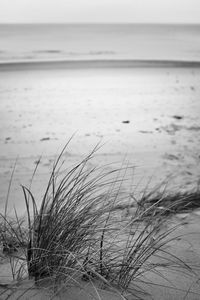 Close-up of sea shore against sky