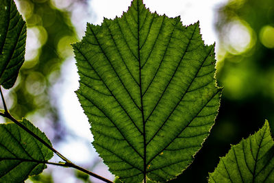 Close-up of leaves