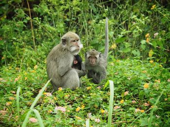 Monkey monkeys on grass