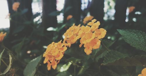 Close-up of yellow flowering plant