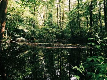 Trees in forest