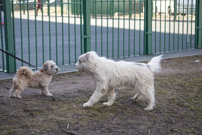 Dogs standing on a land