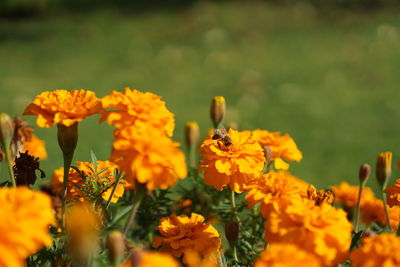 Close-up of yellow marigold flowers