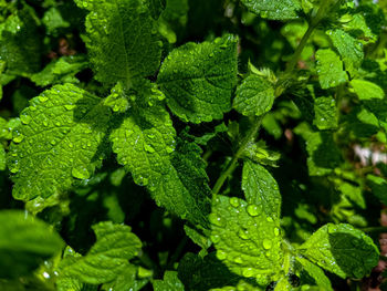 Close-up of wet leaves