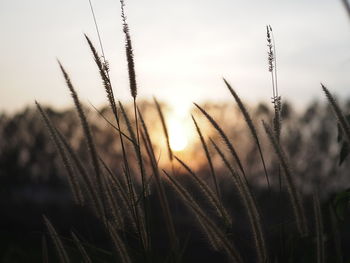 Close-up of wheat plants on field against sky