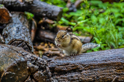 Squirrel on wet log in forest