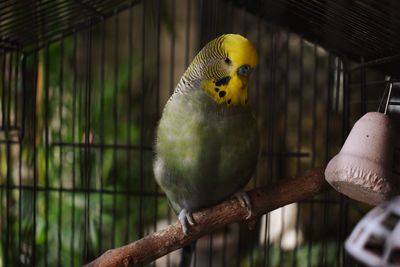 Close-up of parrot in cage