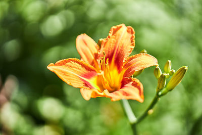 Close-up of orange day lily