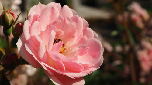 Close-up of pink rose