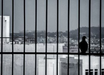 Silhouette man by railing against building