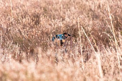 Curious dog on field