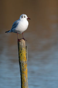 bird