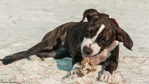 View of a dog on snow covered land