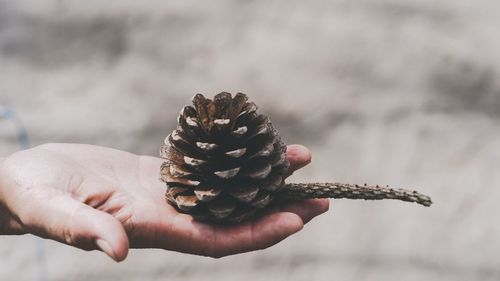 Close-up of hand holding pine cone