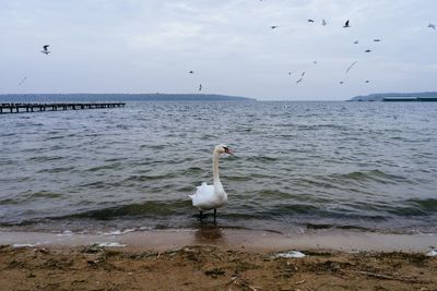 Seagull flying over sea