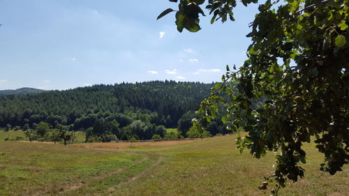 Scenic view of green landscape