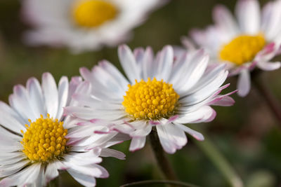 Close-up of daisy flowers