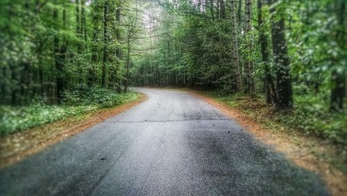 Road passing through forest