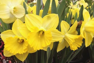 Close-up of yellow flower