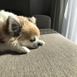 Close-up of dog sleeping on sofa at home