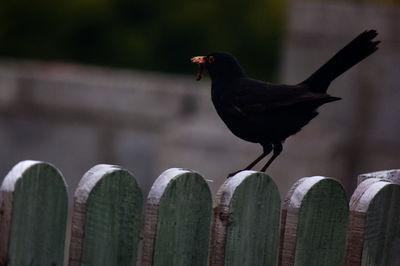 Close-up of bird perching on wooden post