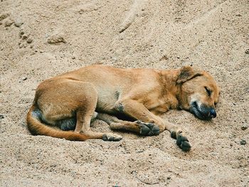 Close-up of lion lying on sand