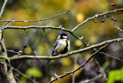 Bird perching on branch