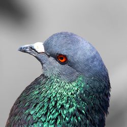 Close-up side view of a bird