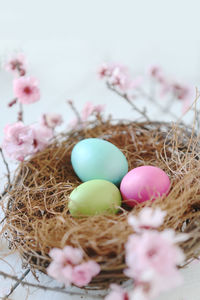 Close-up of eggs in nest