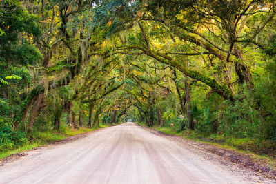 Road amidst trees in forest