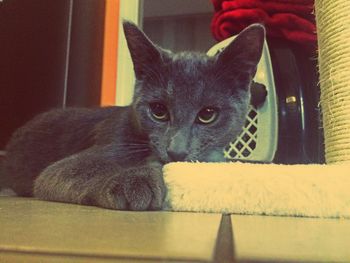 Close-up portrait of cat